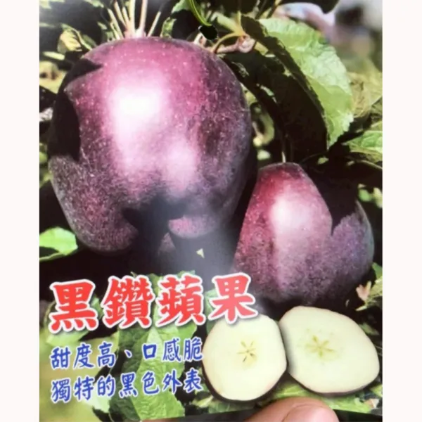 黑鑽蘋果