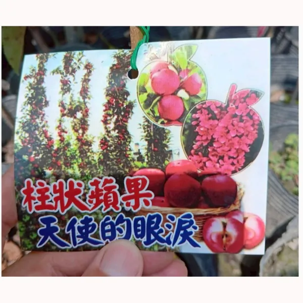 柱狀天使眼淚蘋果