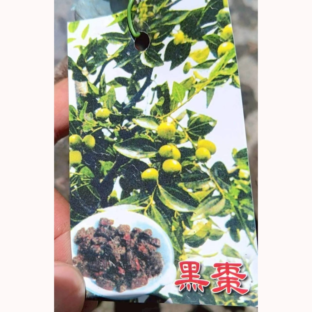 黑棗