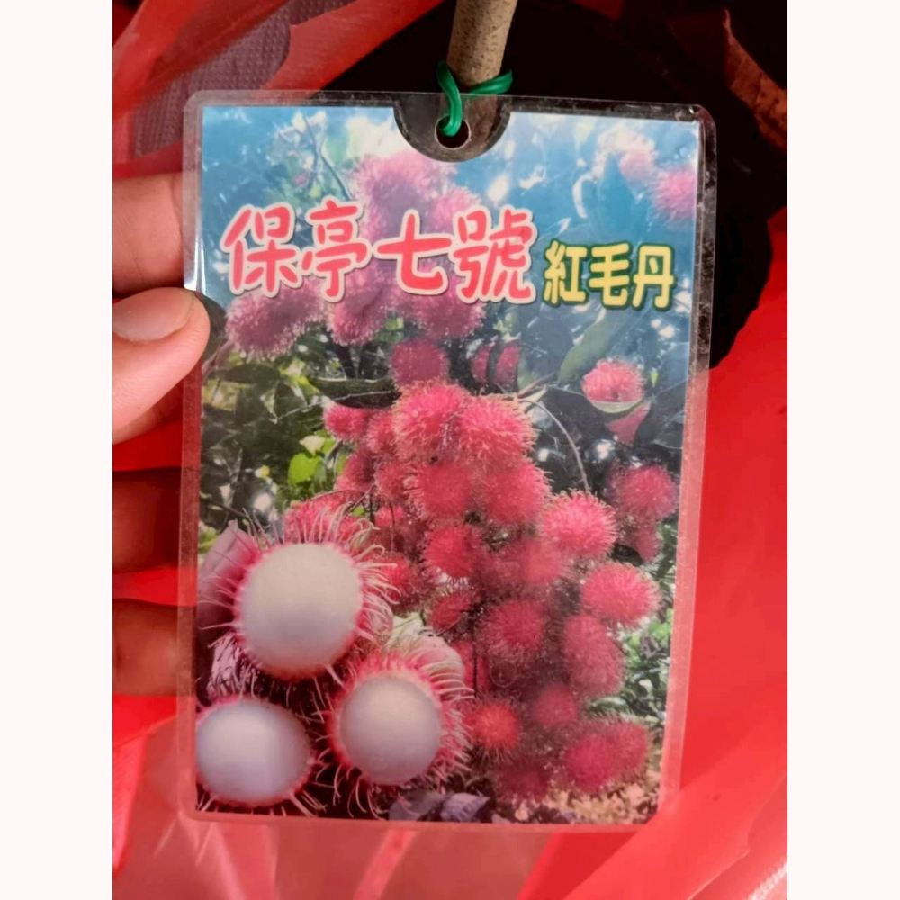 保亭七號紅毛丹