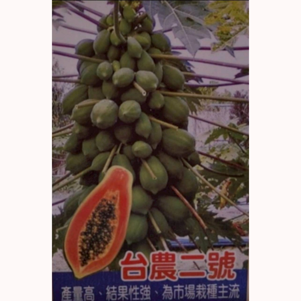 台農木瓜