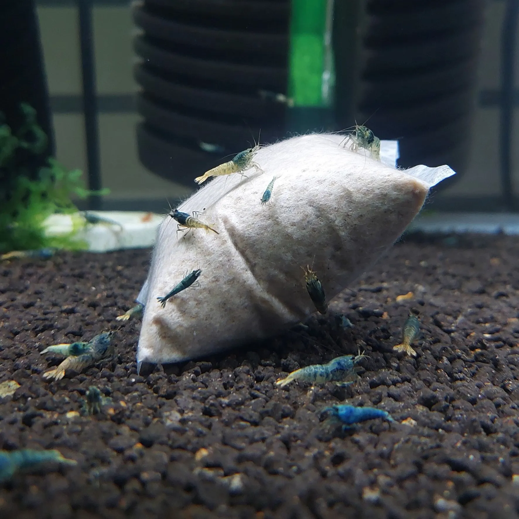 藍金剛