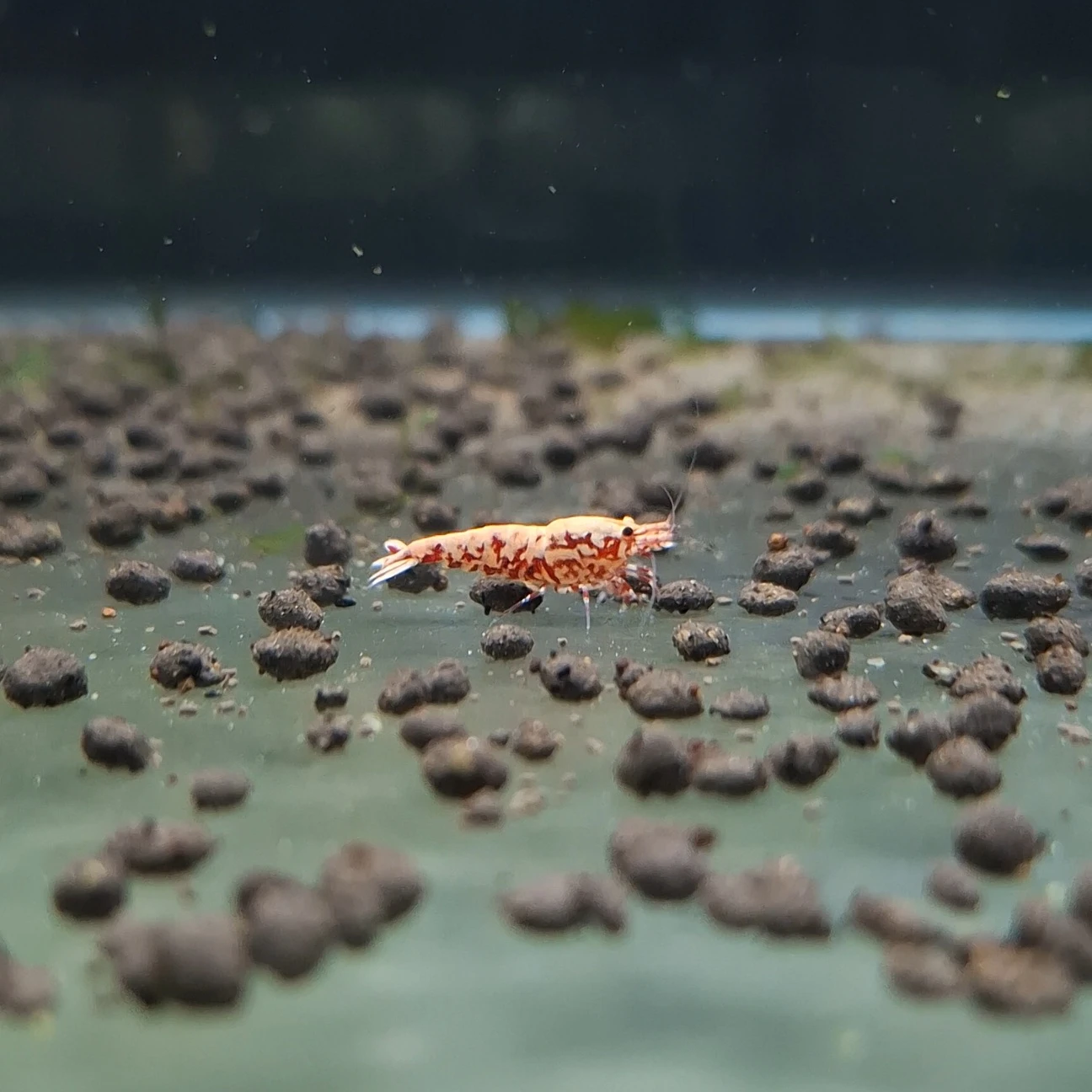 紅蟒 水晶蝦