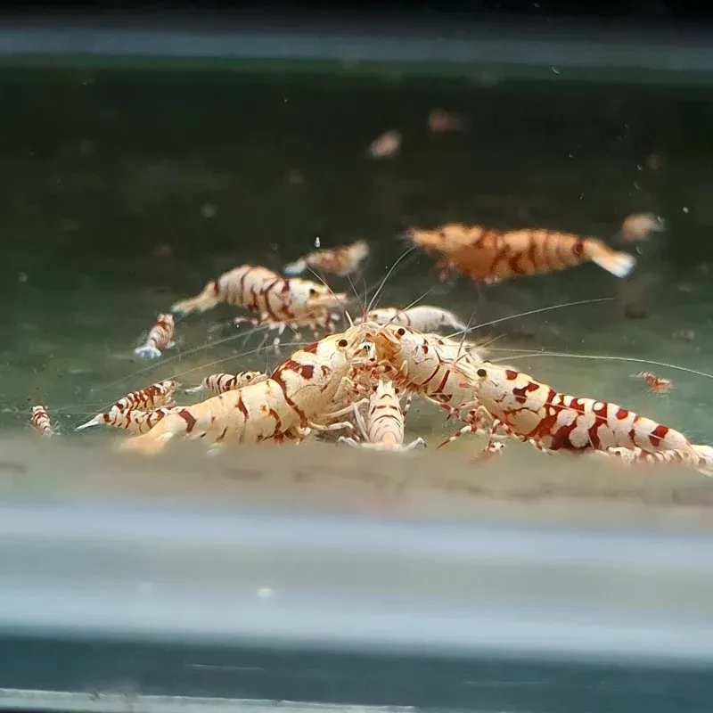紅花虎