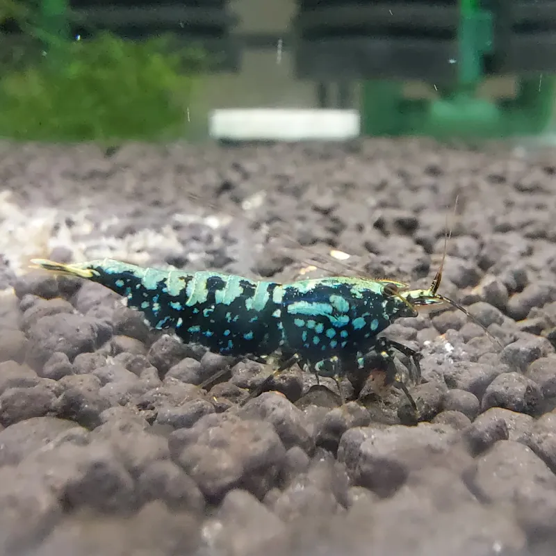 黑藍雪花魚骨