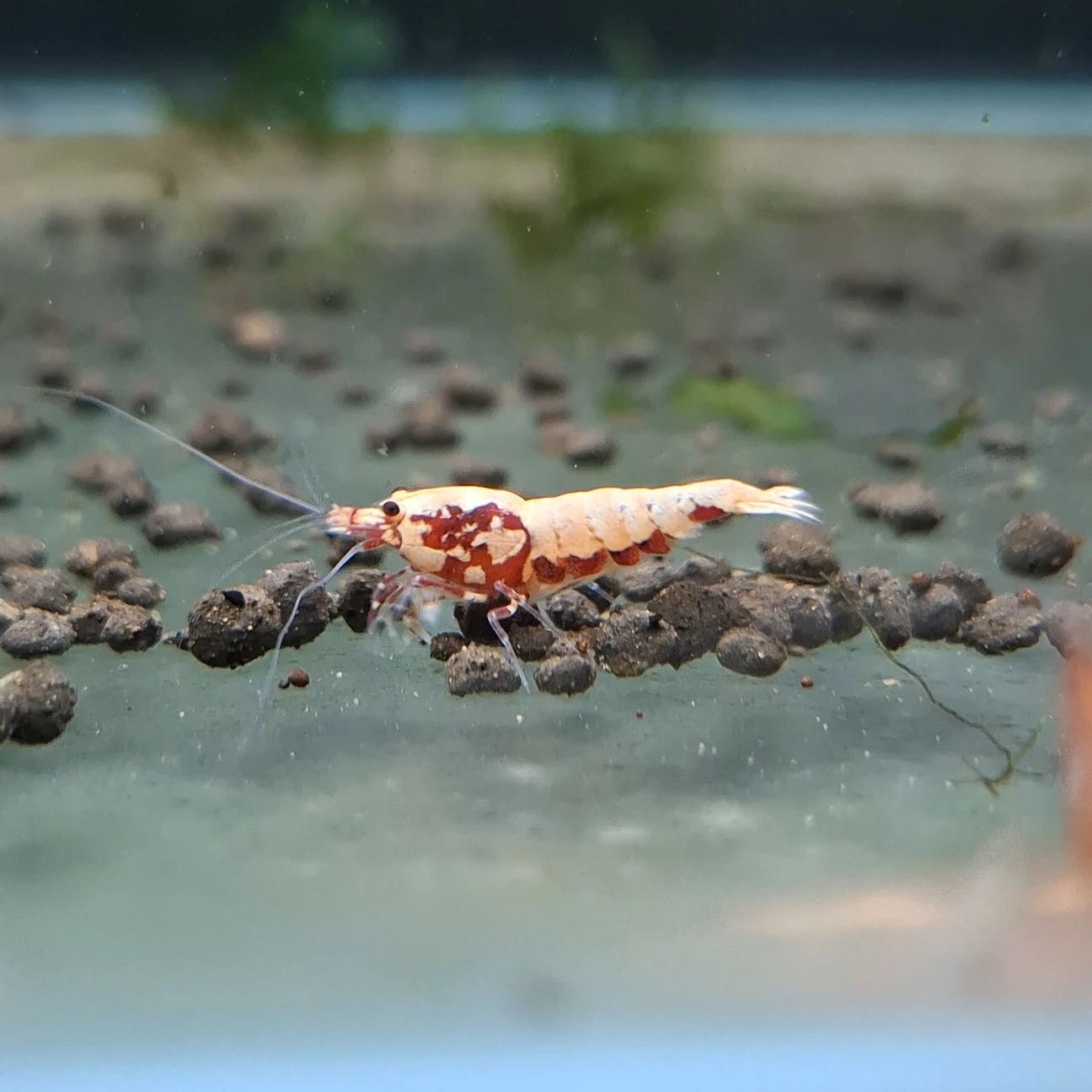 紅蟒 水晶蝦