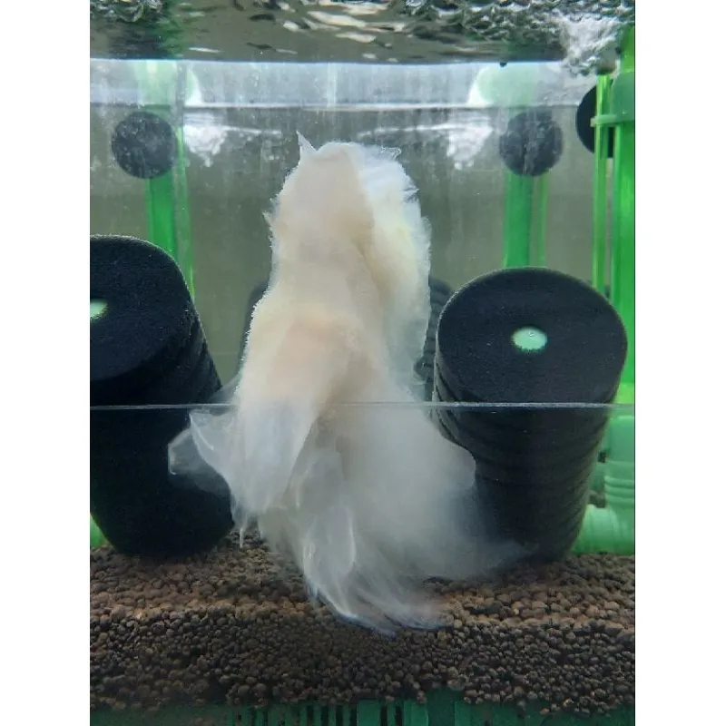 水晶蝦微生物滷包 增生絨毛藻 提高微生物量