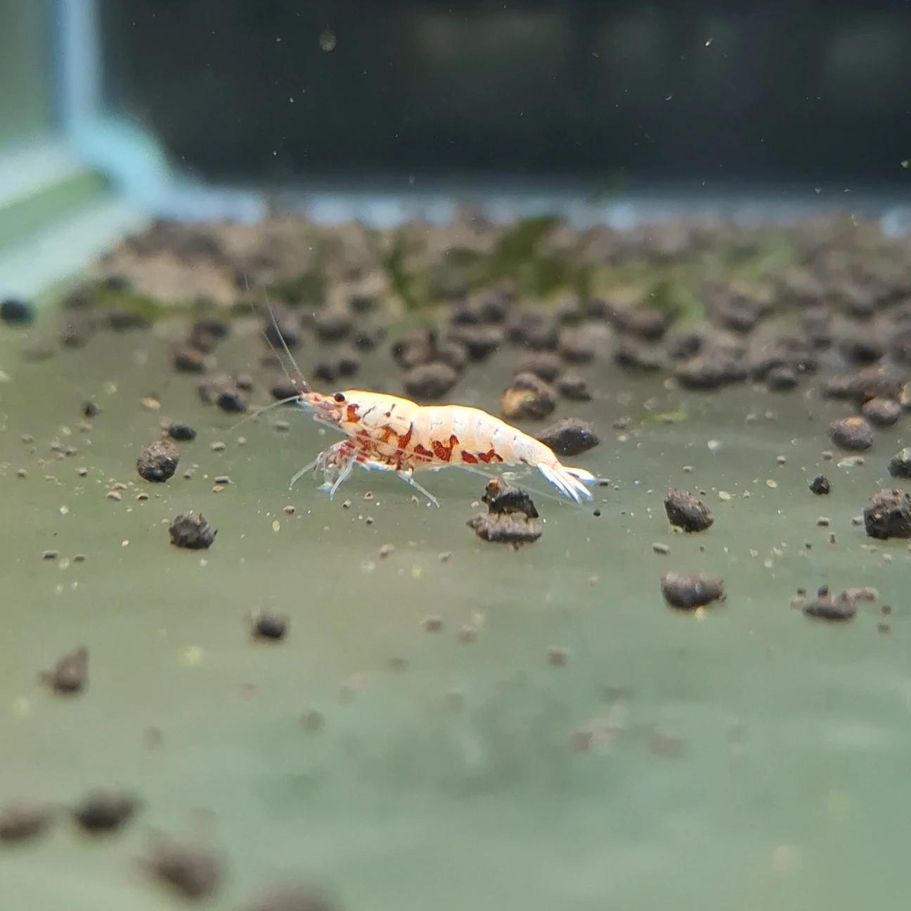 紅蟒 水晶蝦