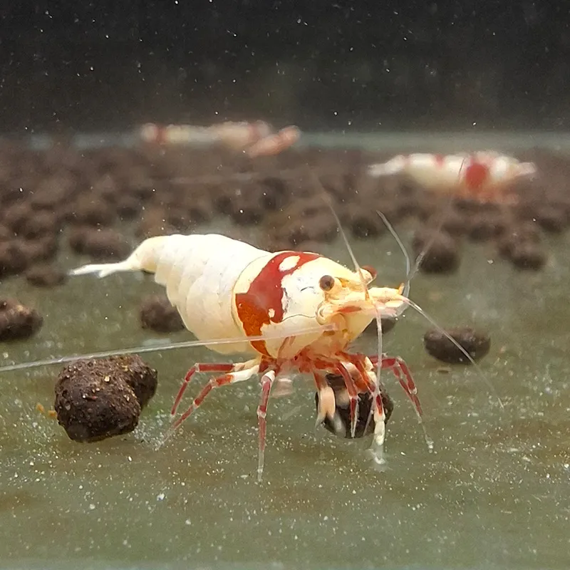 紅白水晶蝦