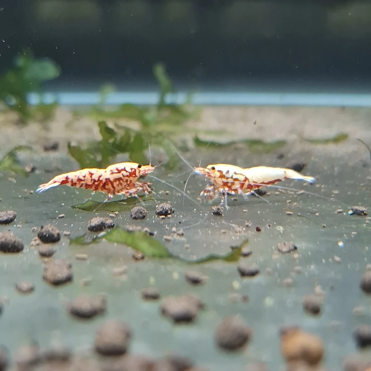 紅蟒 水晶蝦