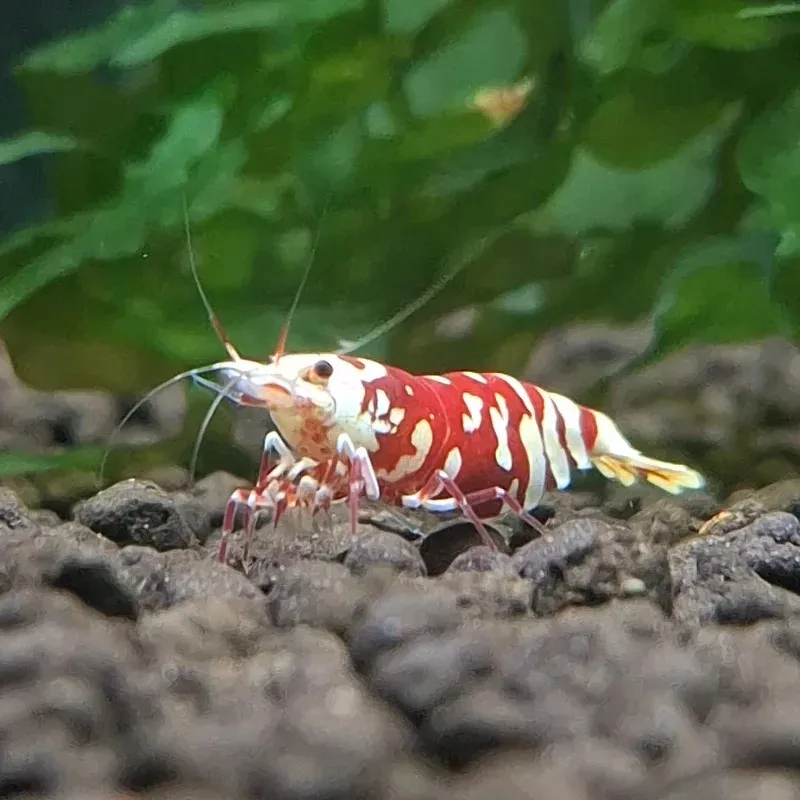 紅花虎