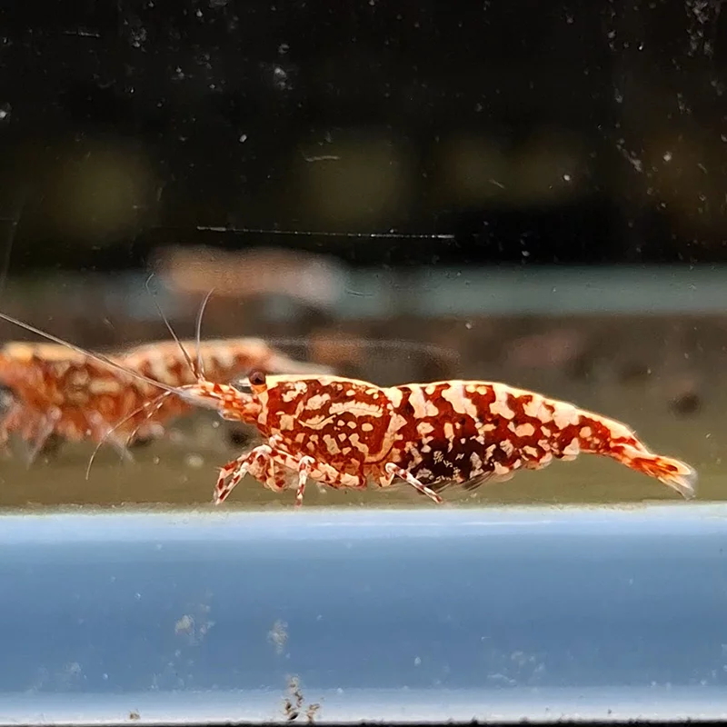 紅黑雪花魚骨