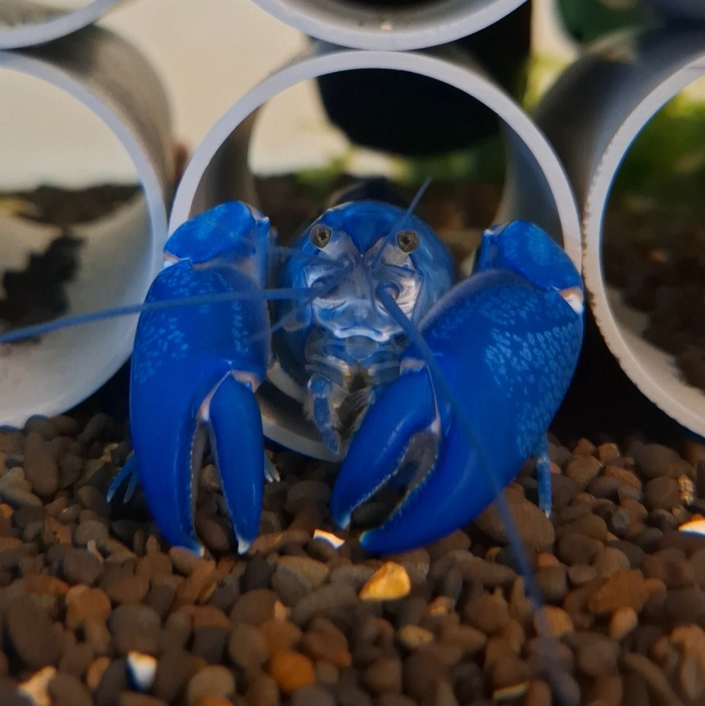 純藍 Cherax albidus