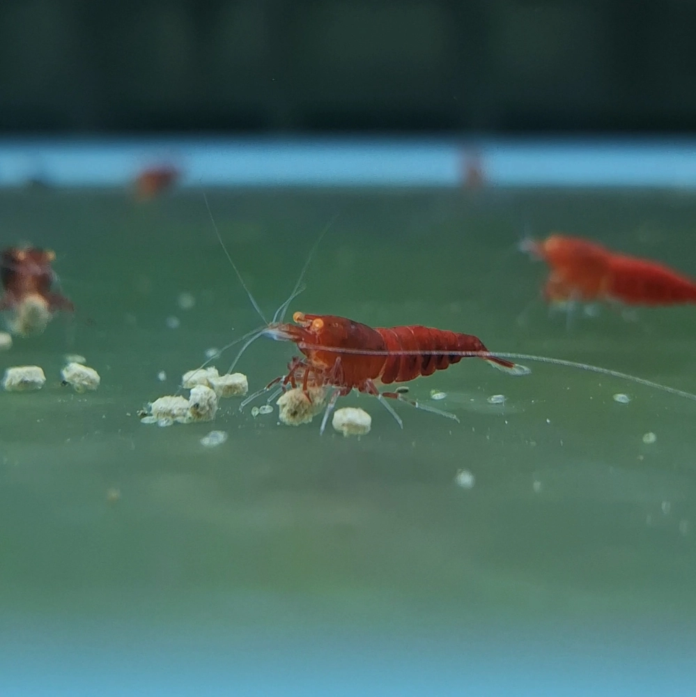 金眼紅鑽 紅體/紅黑體