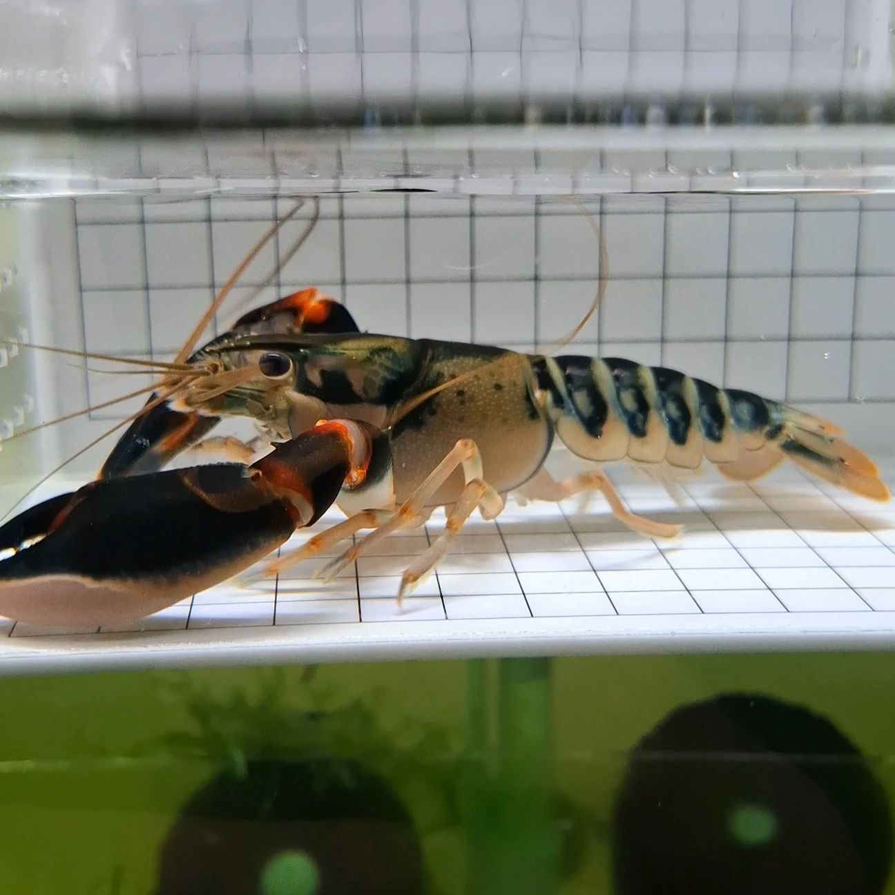 孔雀斑馬螯蝦