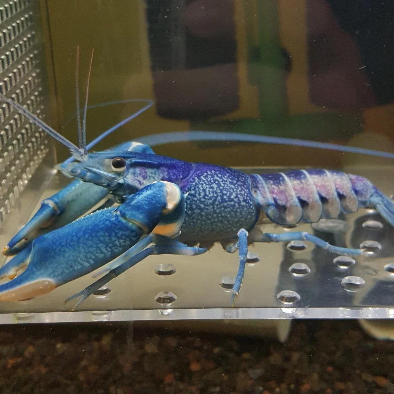 勞倫斯紅袖
