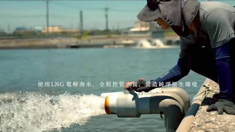 無毒-肉質細緻特選 通過SGS午仔魚