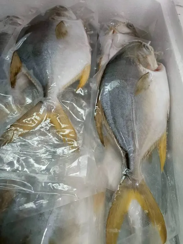 鮮嫩 頂級SGS黃金鯧魚(二去)超大隻