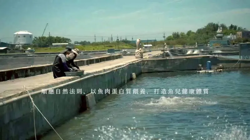 無毒-肉質細緻特選 通過SGS午仔魚