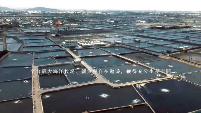無毒-鮮嫩 頂級SGS黃金鯧魚(二去)大隻