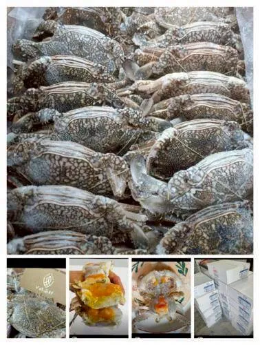 活凍藍蟹  (母的)  (箱購)