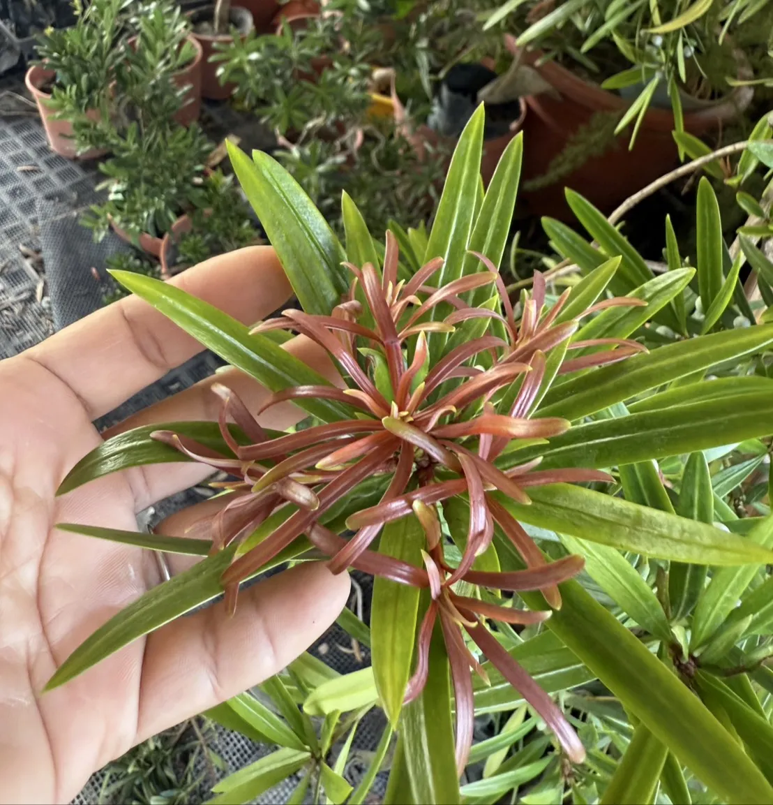 紅芽系列-海島紅芽
