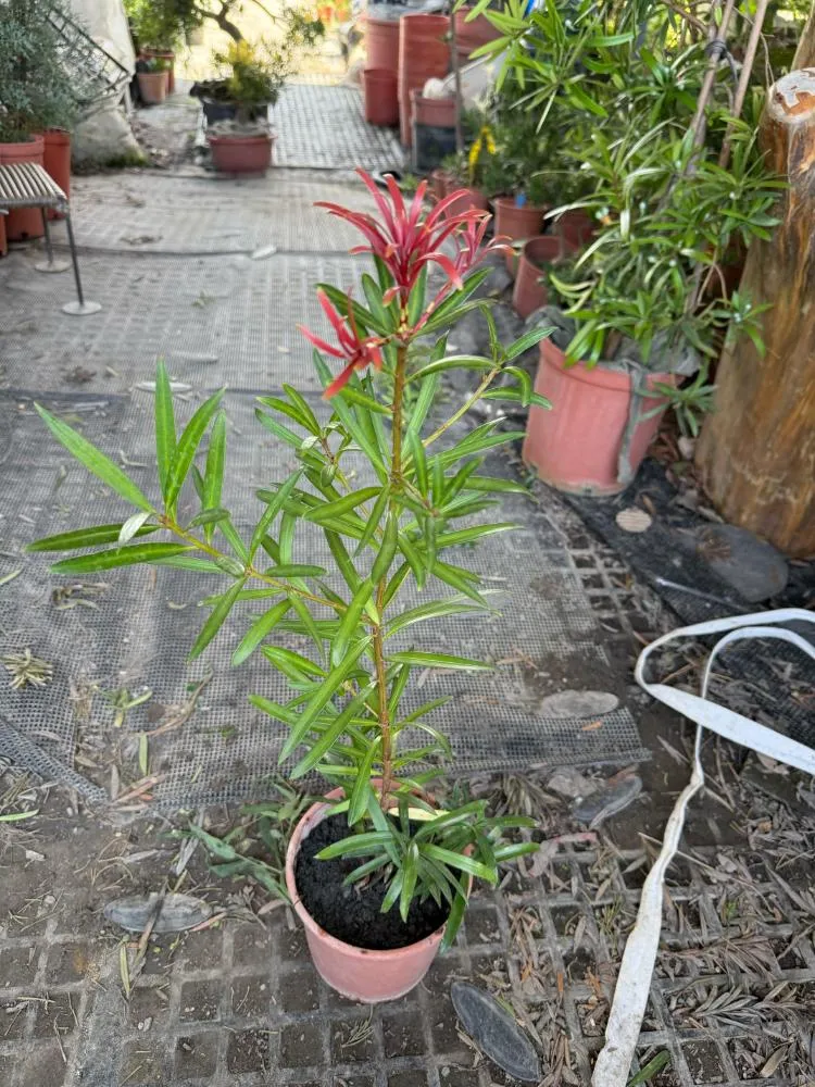 紅芽系列-實生紅芽苗