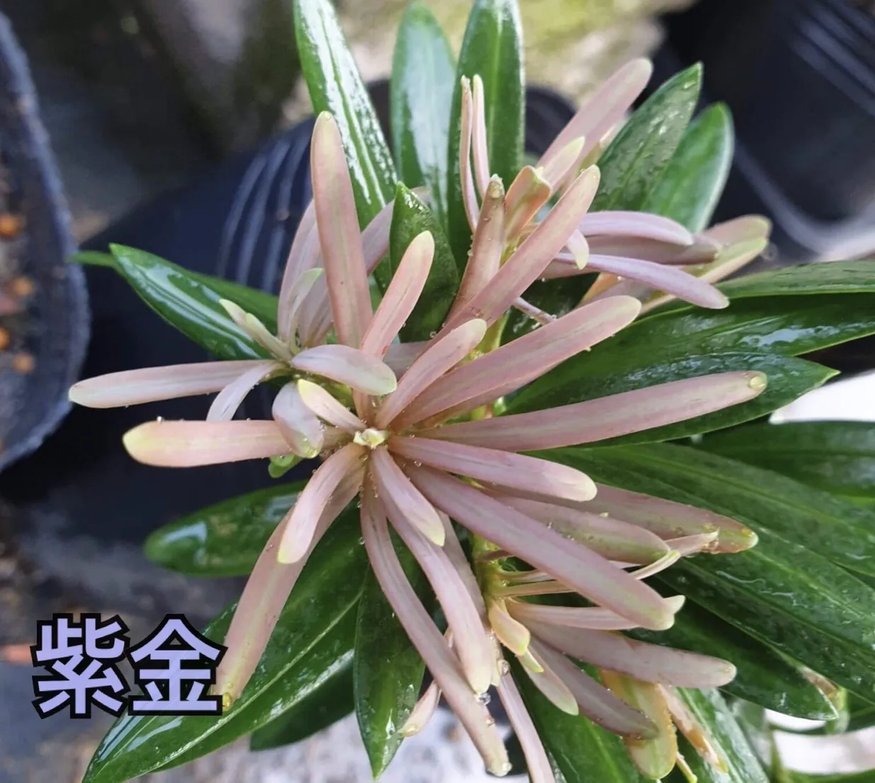 紫芽系列-紫金