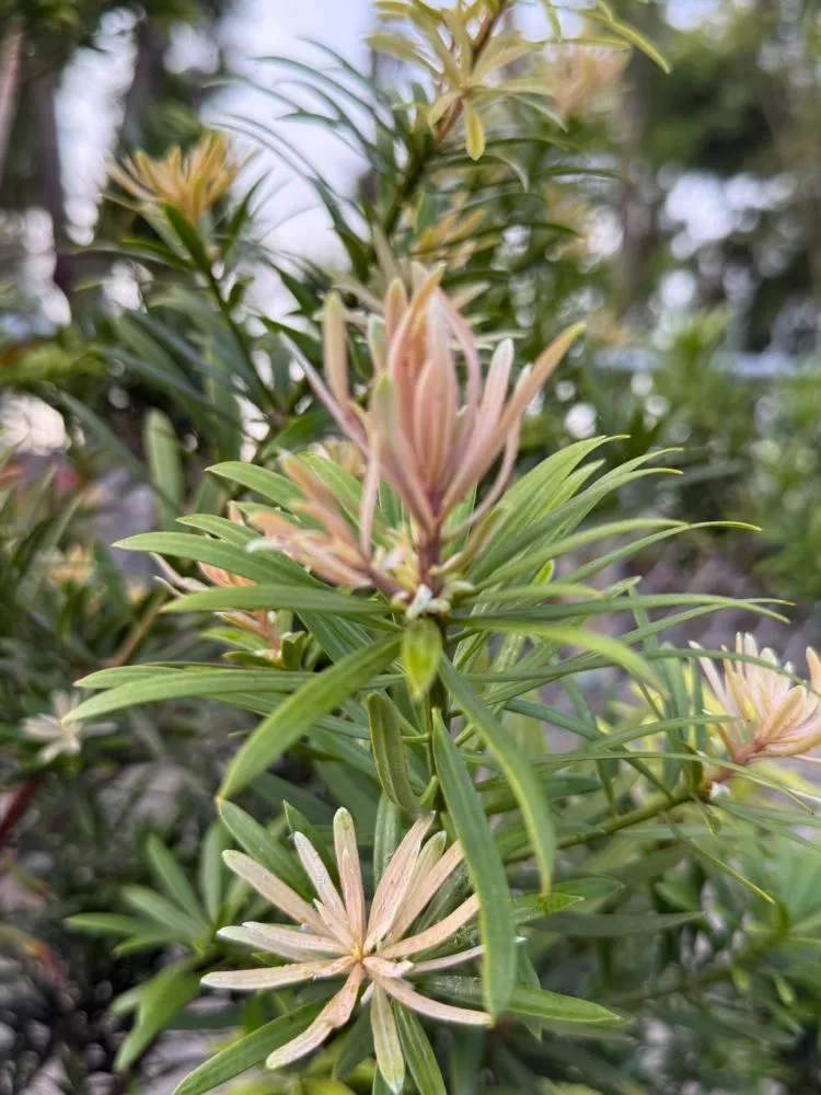 紫芽系列-紫薰衣(南菲紫芽)