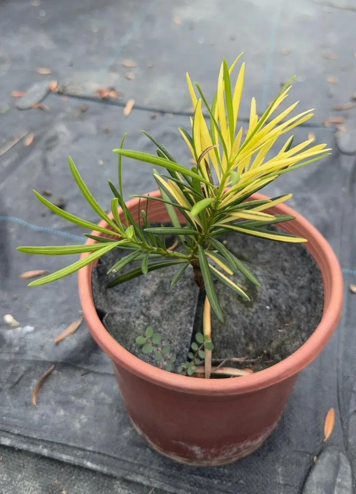 斑葉系列-大黃蜂
