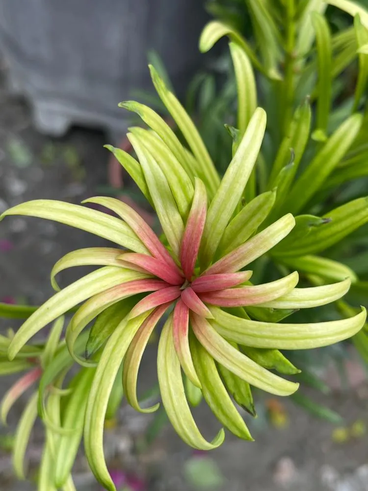 小桃紅