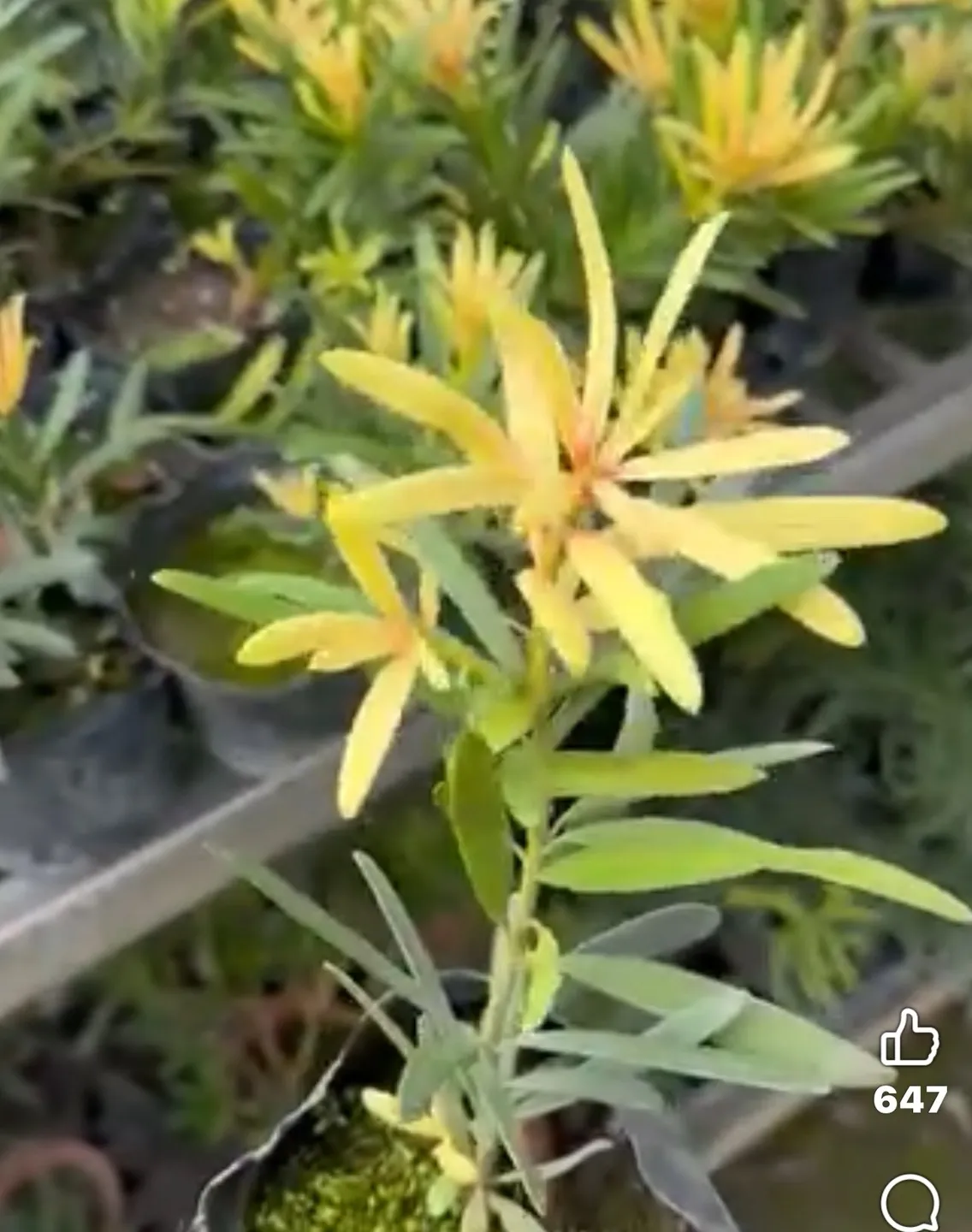 黃芽系列-黃金松