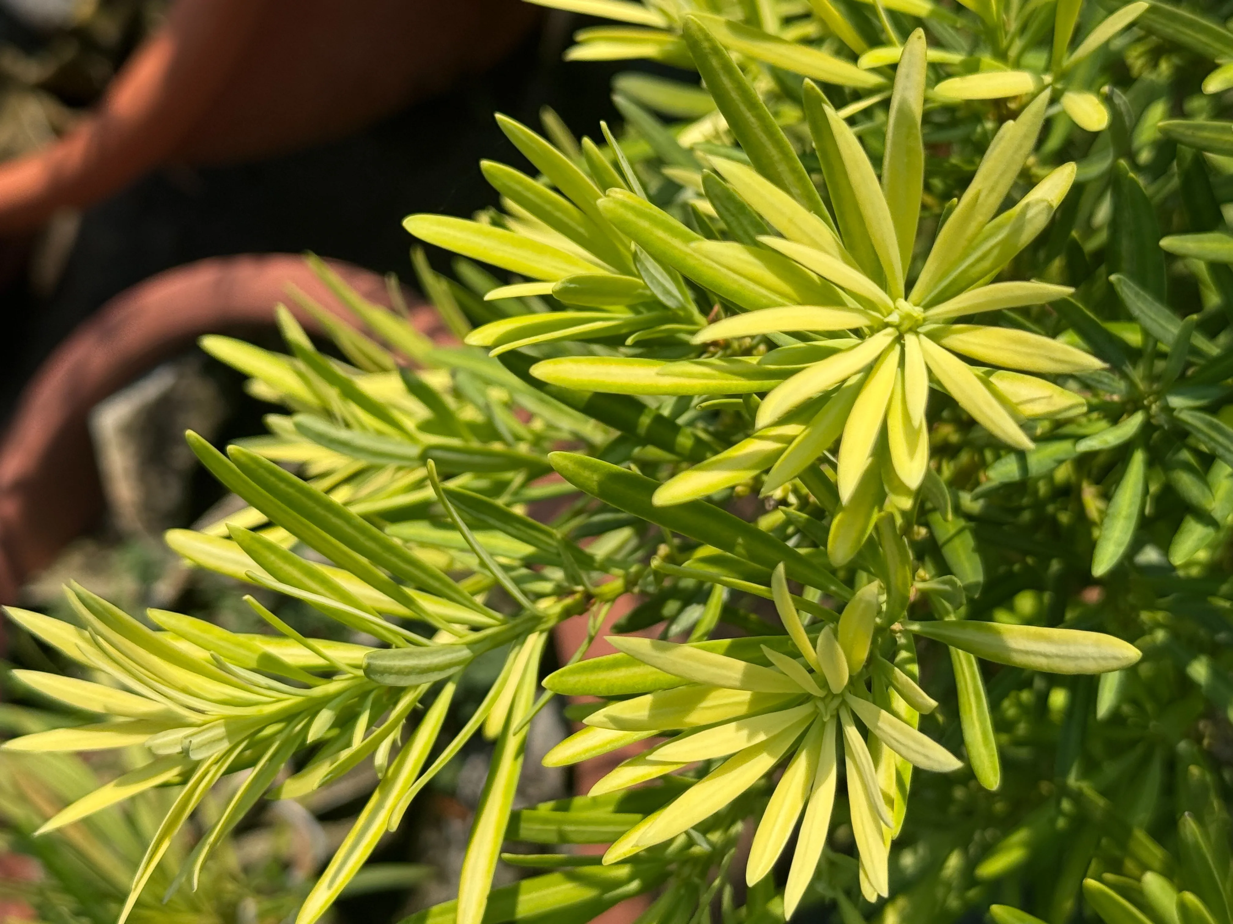 黃芽系列-金芽日