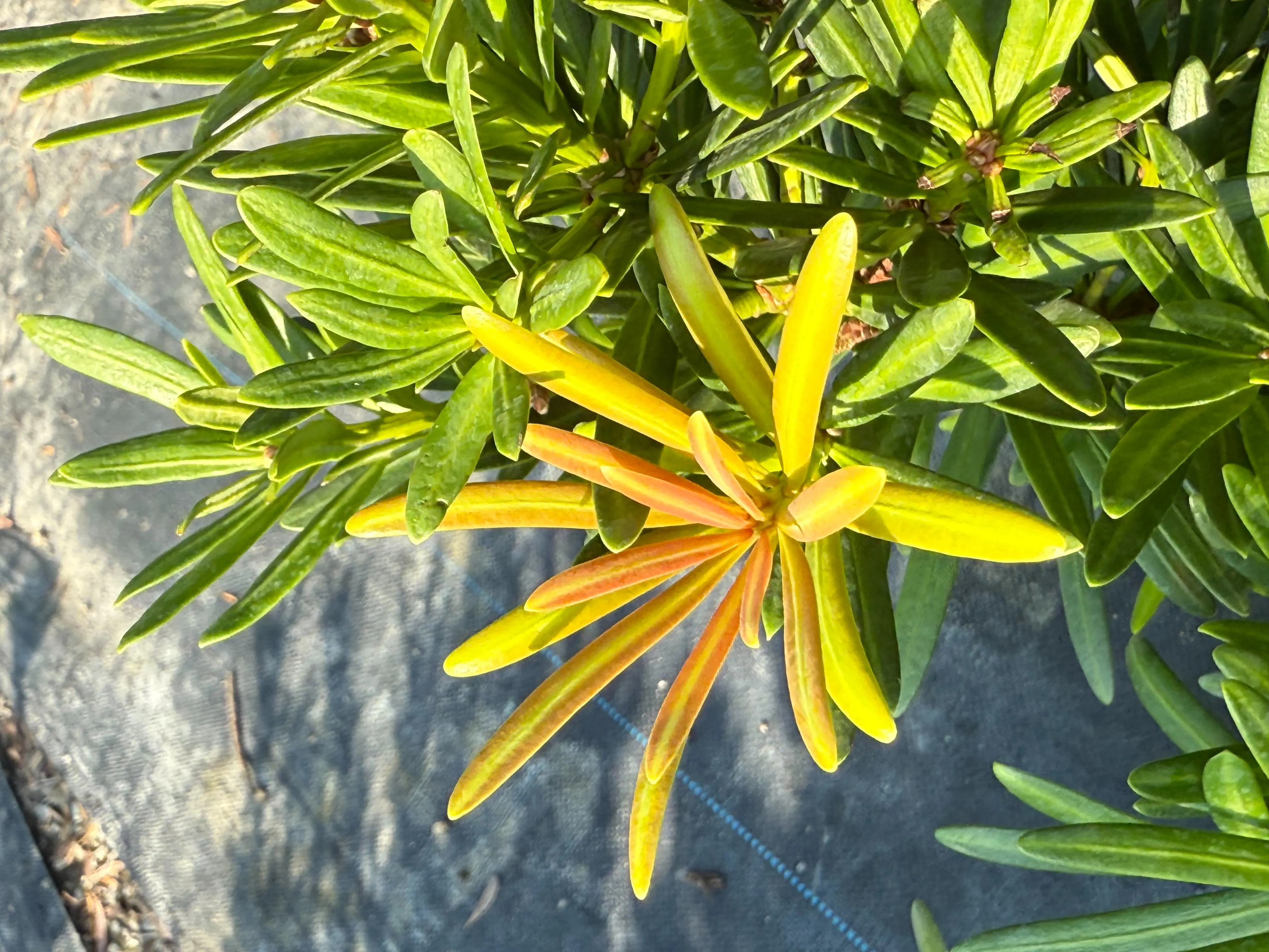 紫芽系列-紫芽彩鑽