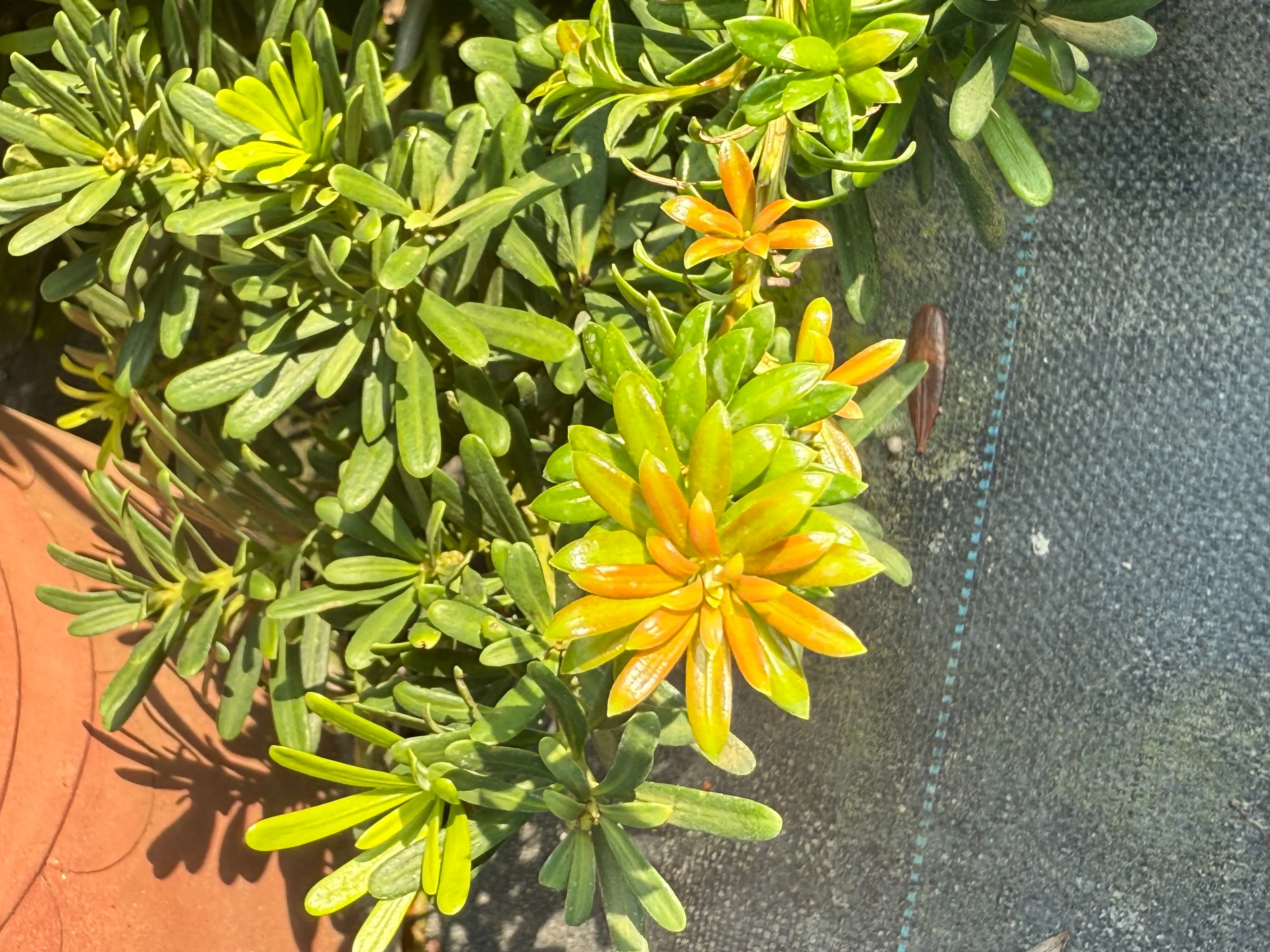 珍珠系列-珍珠瑪瑙