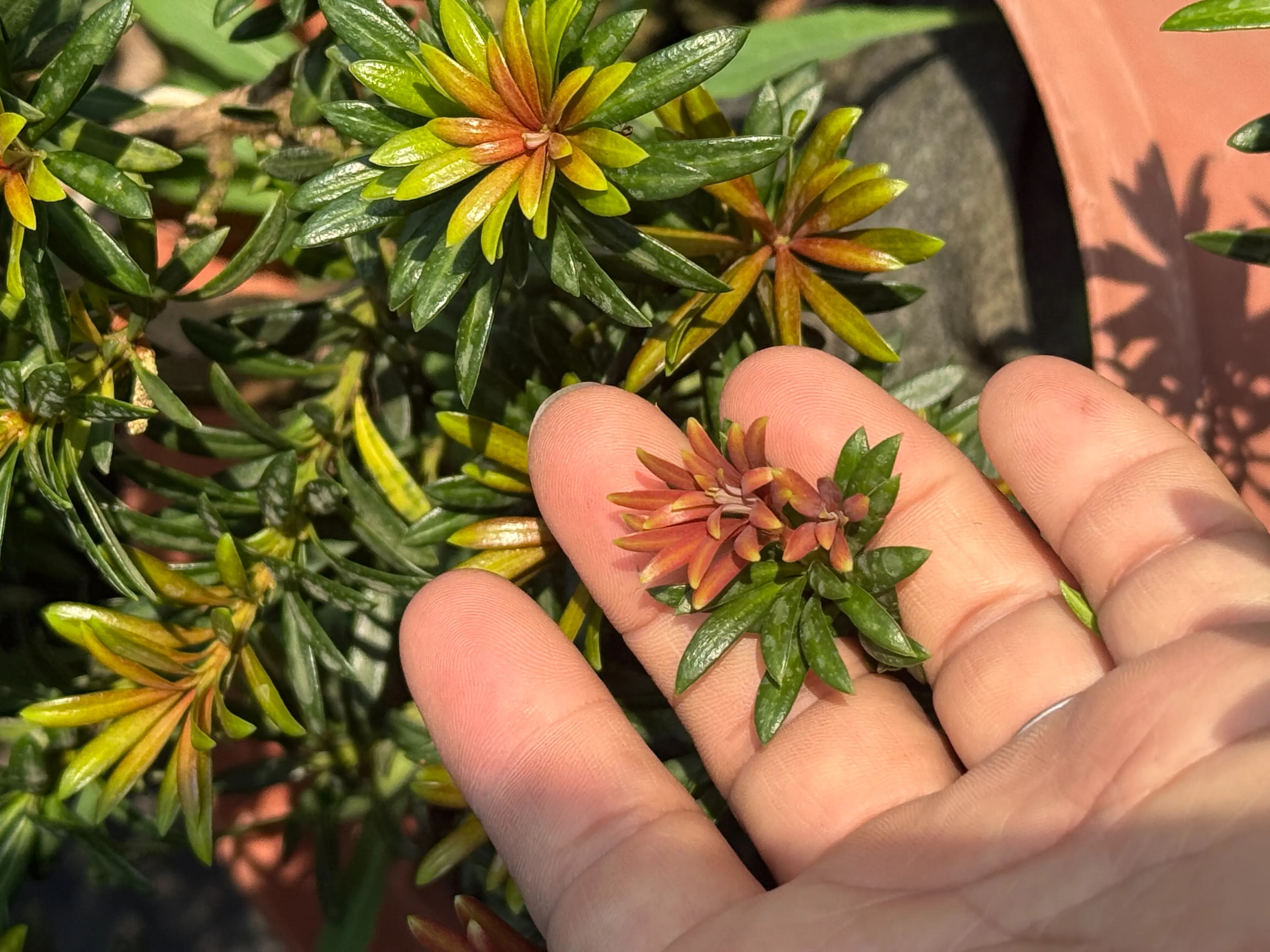 珍珠系列-小葉紅芽(血鑽)