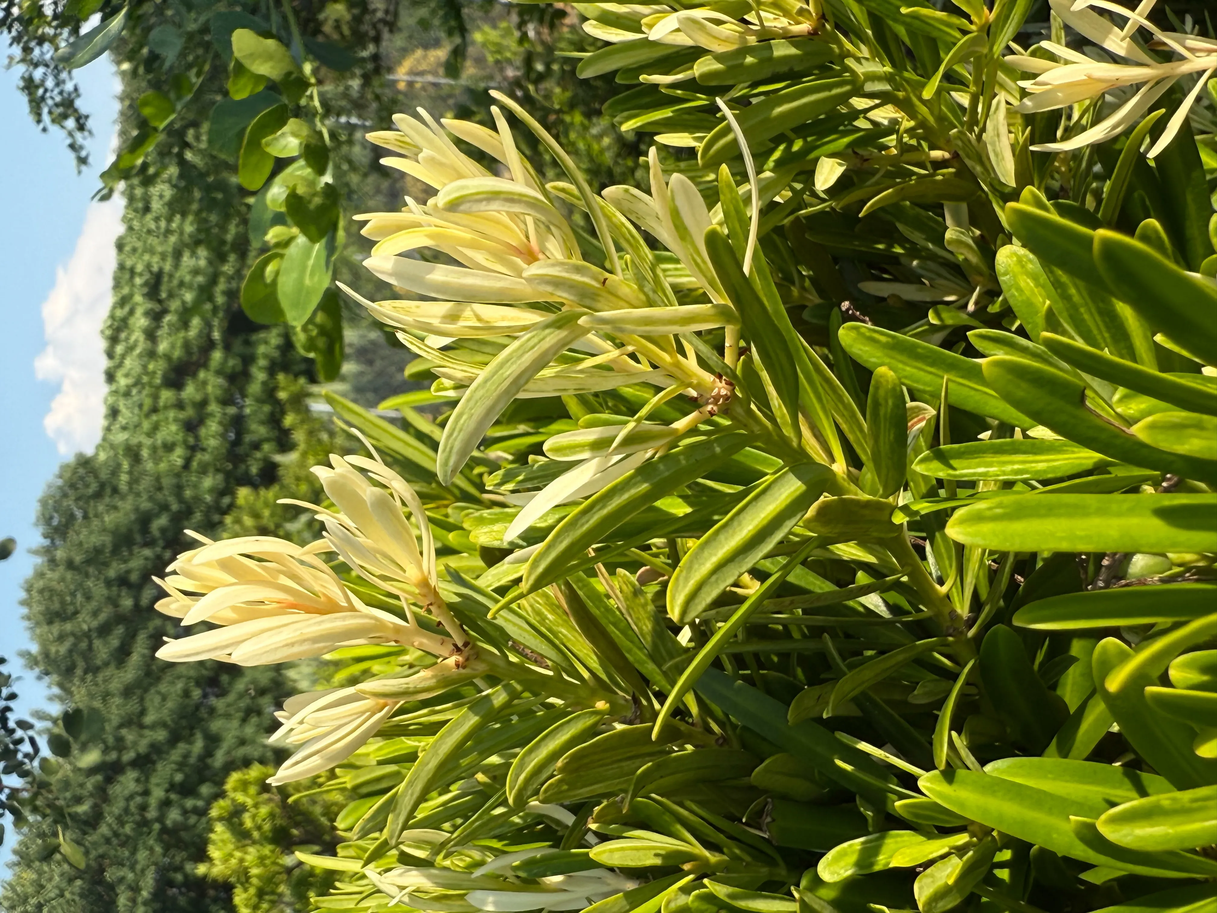 白斑系列-畢卡索