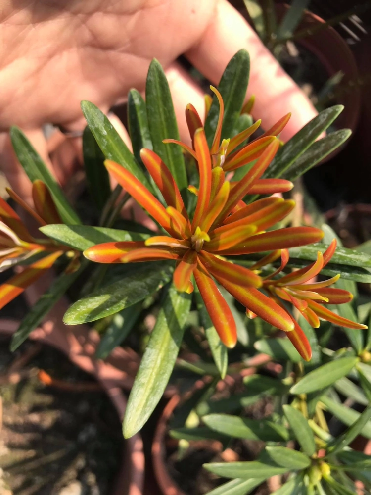 紅芽系列-彩鑽