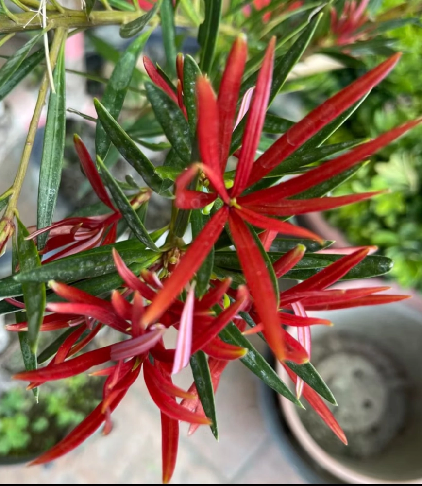 紅芽系列-火焰紅