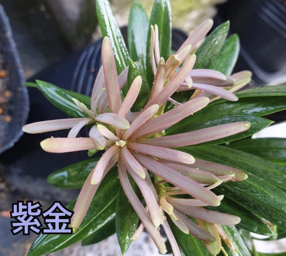 紫芽系列-紫金