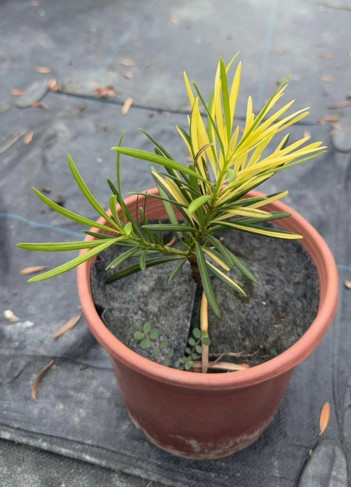 斑葉系列-大黃蜂