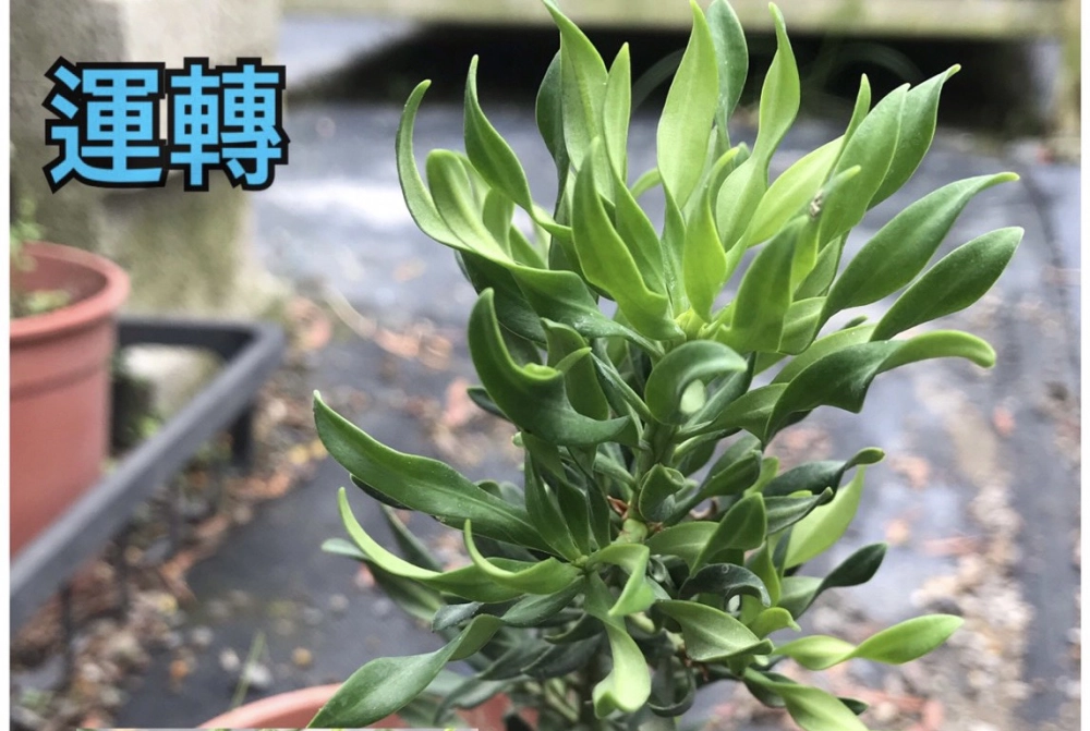 恆綠系列-運轉