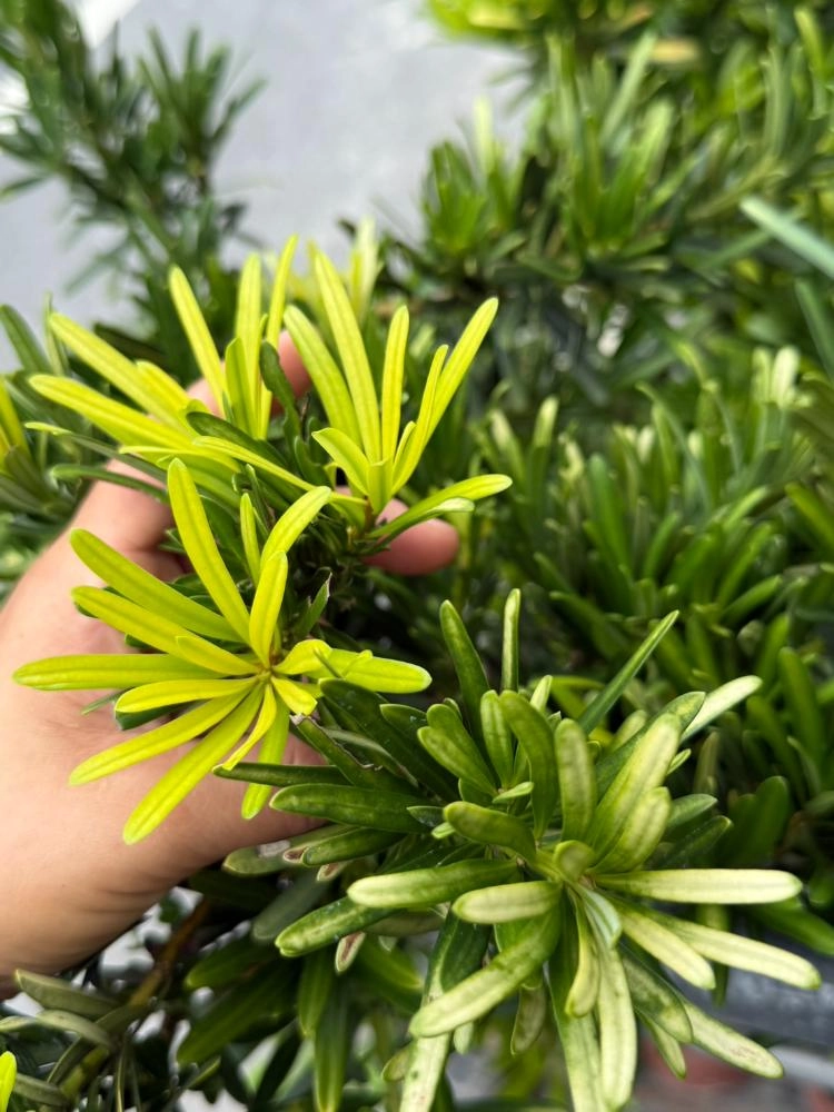 日曬系列-煙火