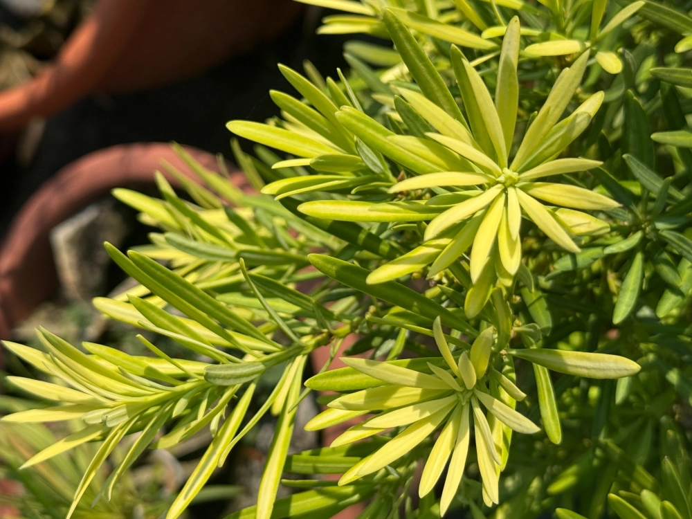 黃芽系列-金芽日