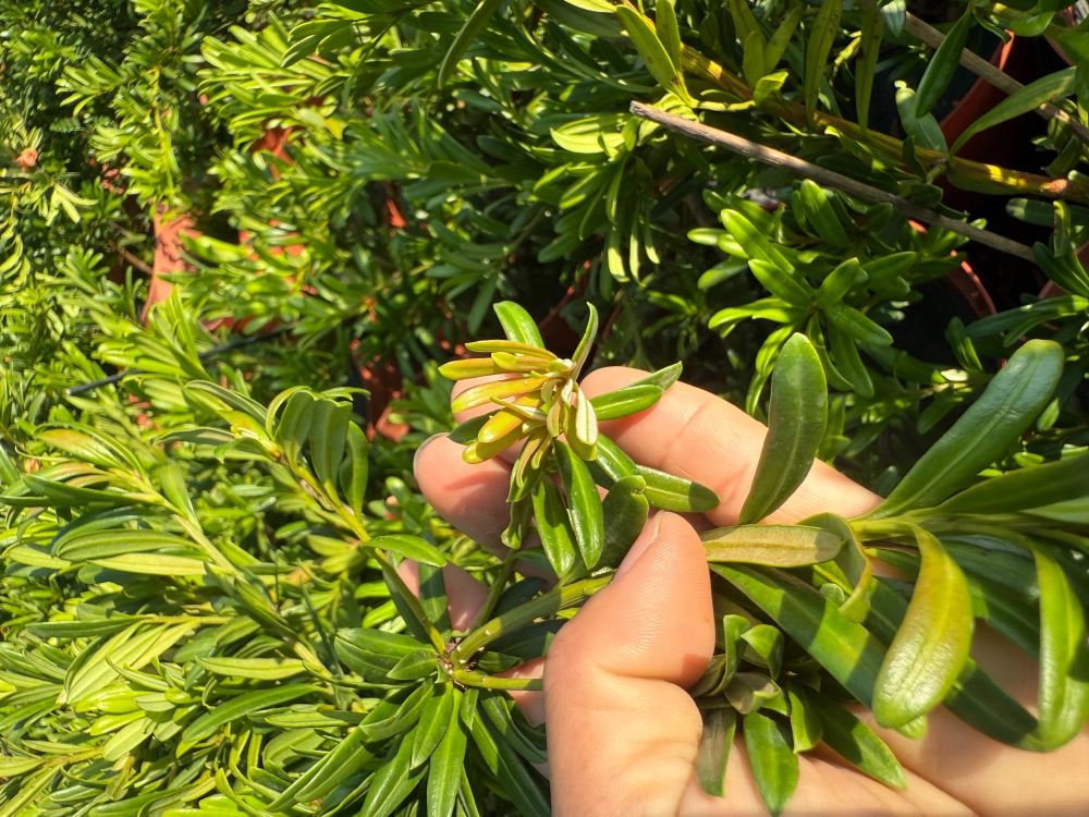 紅芽系列-狐狸尾