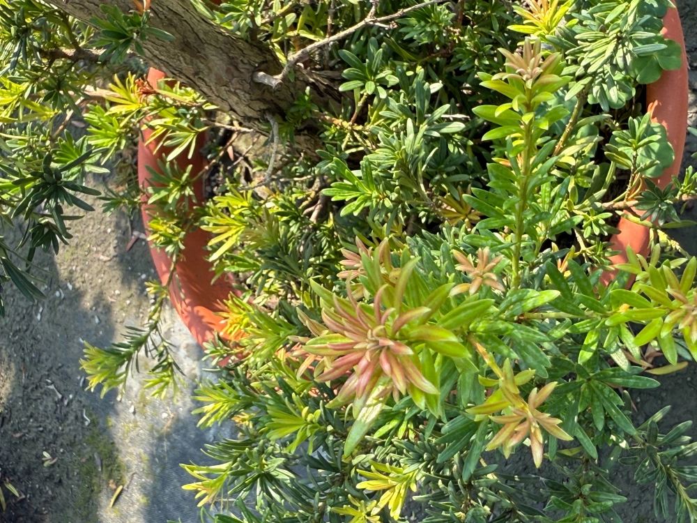 珍珠系列-聚寶(新品種)