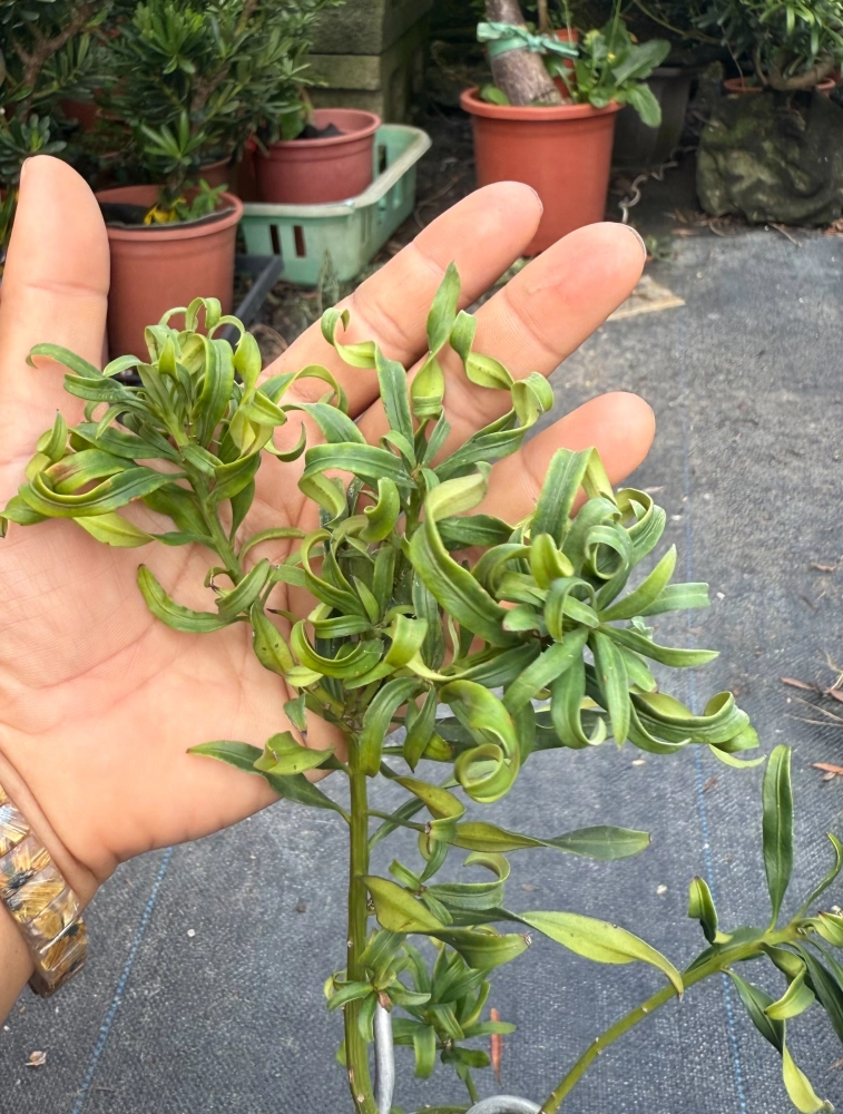 恆綠系列-捲捲葉(鋼絲)