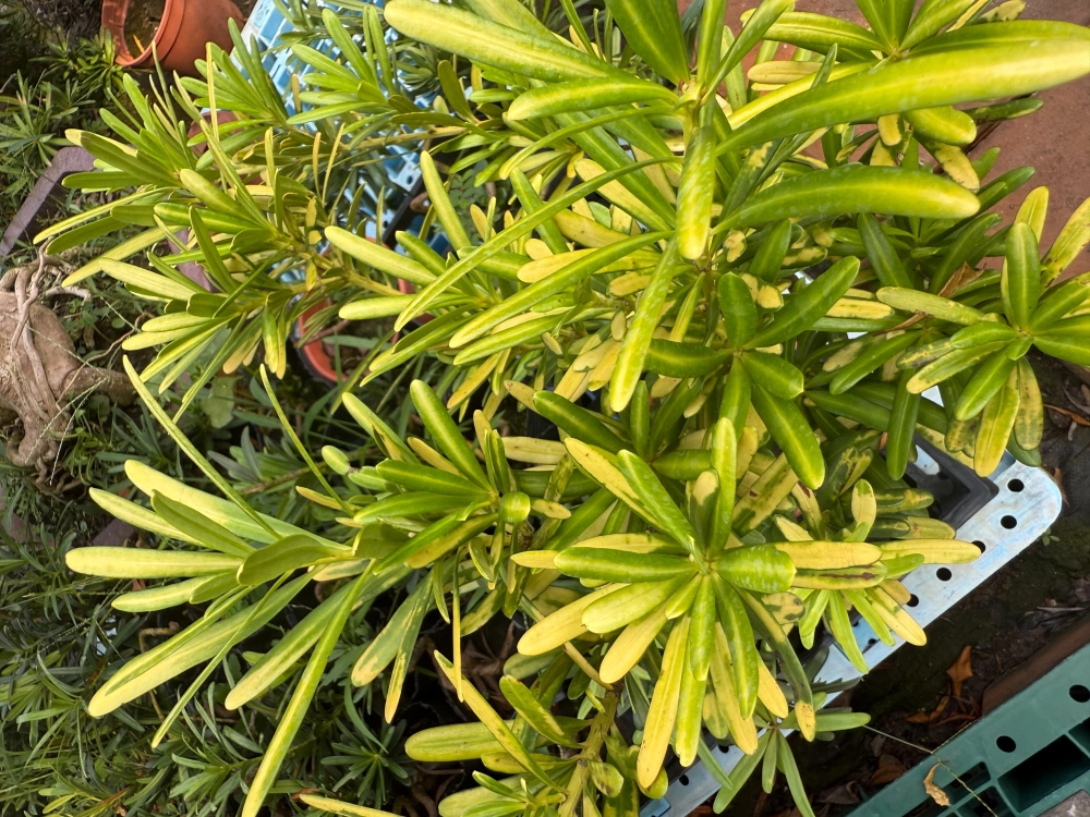 日曬系列-金太陽