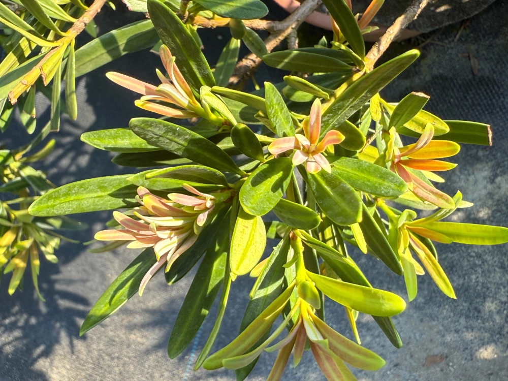 紫芽系列-紫芽彩鑽