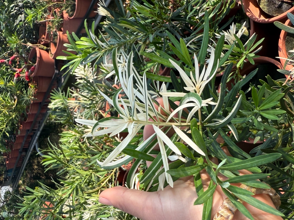 白斑系列-白關刀